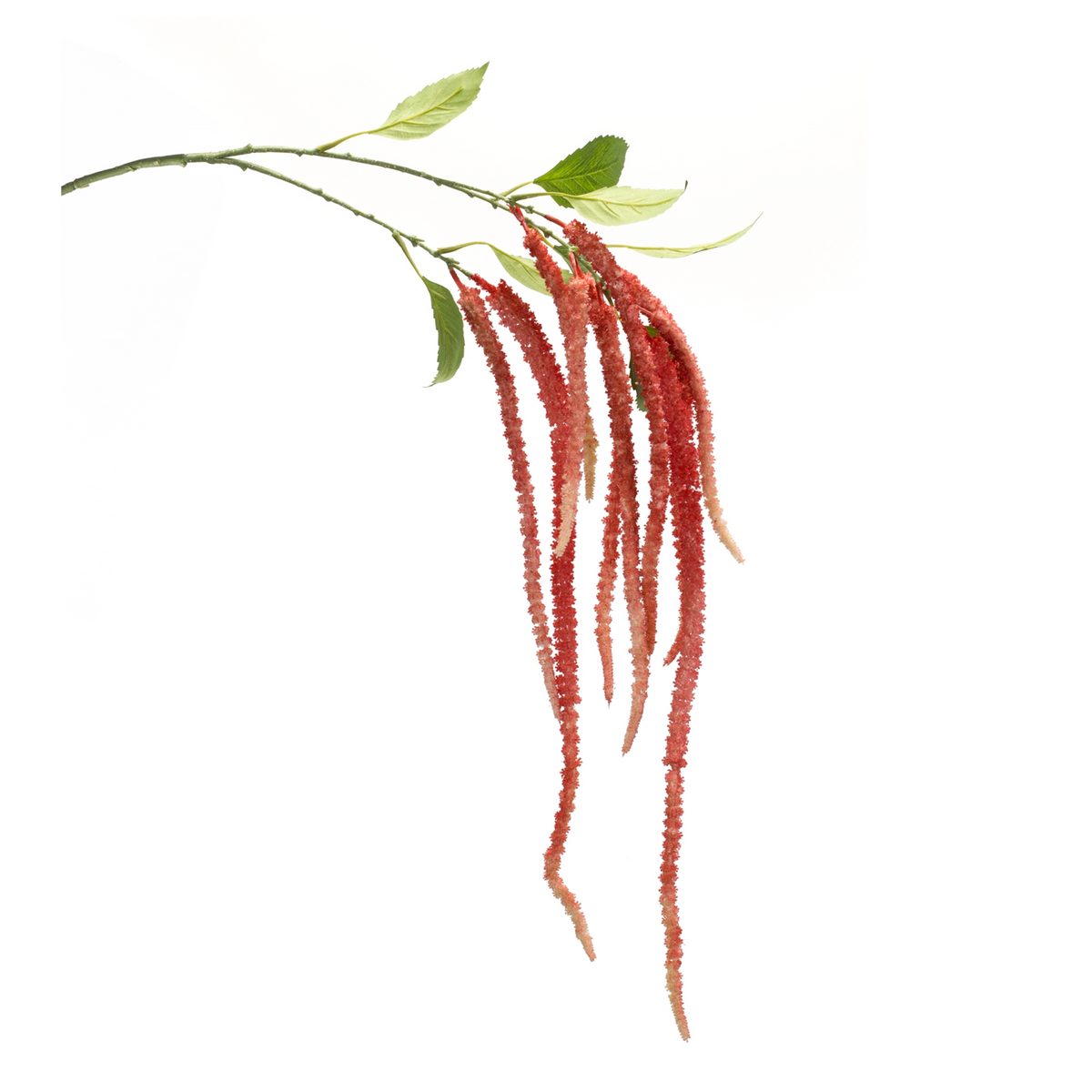 Amaranthus Stem (Set of 4) 53.25”H Plastic/Polyester -Ship Only