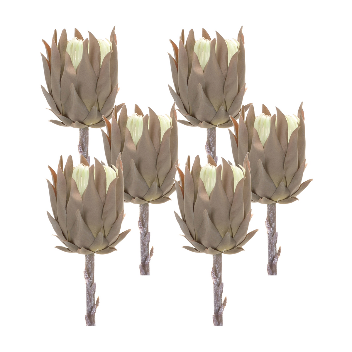 Beige Protea Stem (Set of 6) -Ship Only