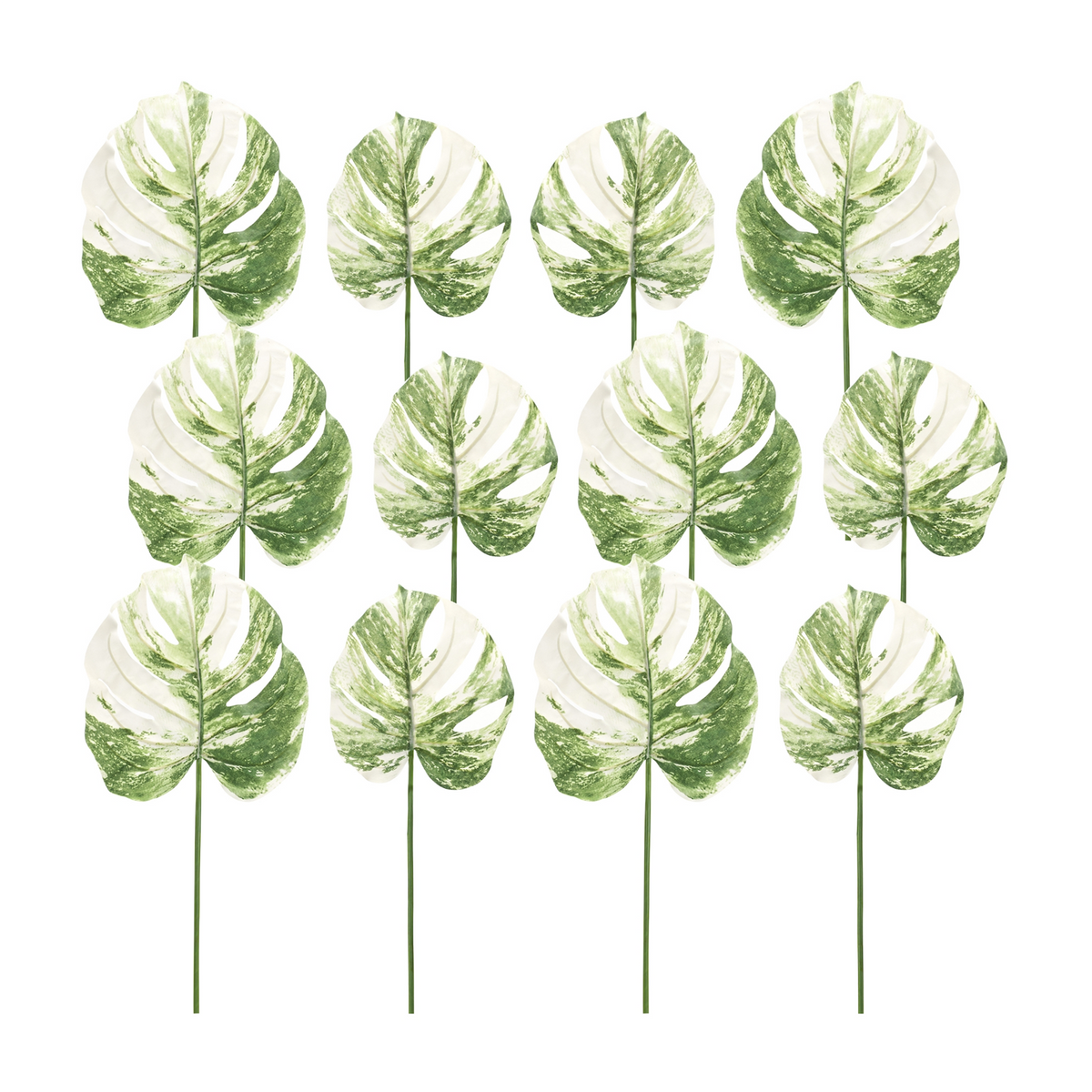 Light Varigated Philo Leaf Stem (Set of 12) -Ship Only