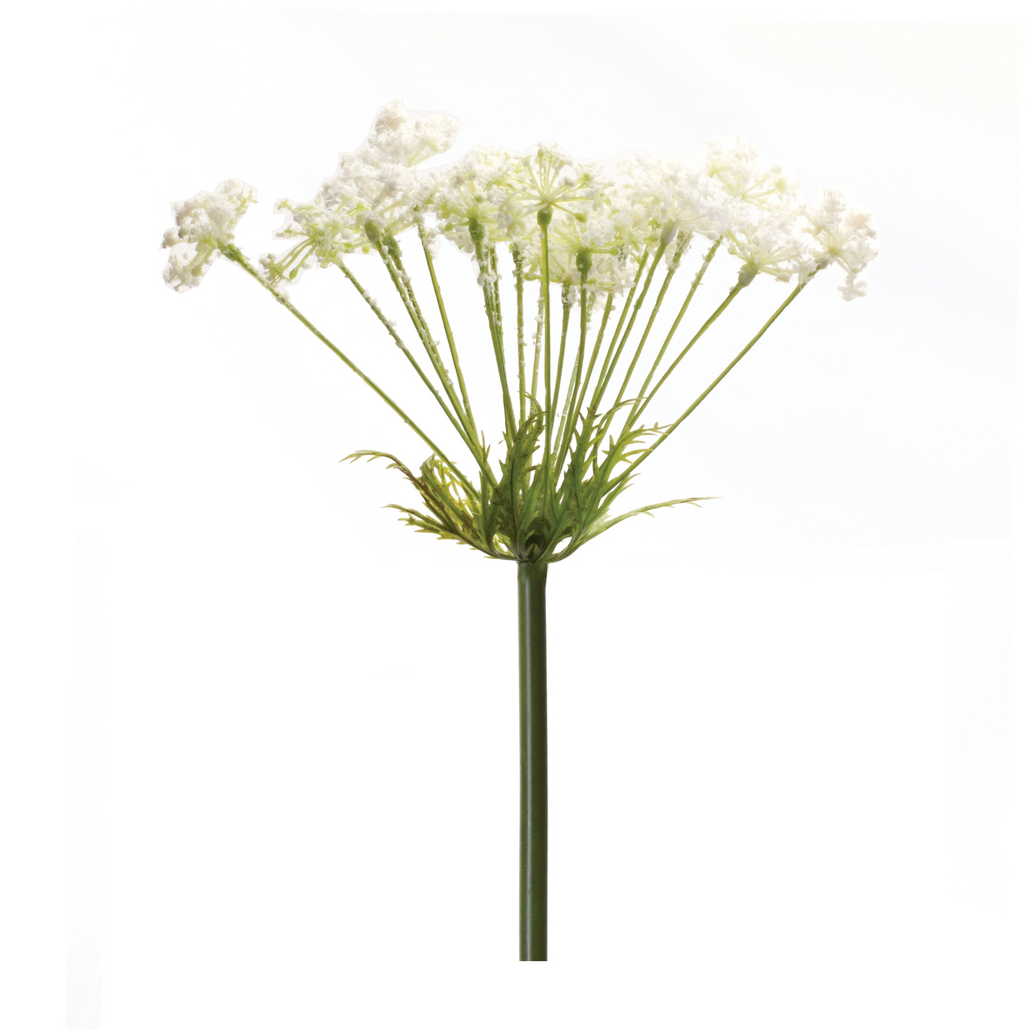 Queen Anne's Lace Stem (Set of 2) -Ship Only