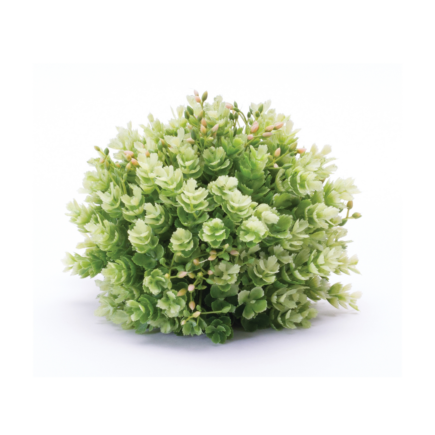 Foliage Half Orb (Set of 2) -Ship Only
