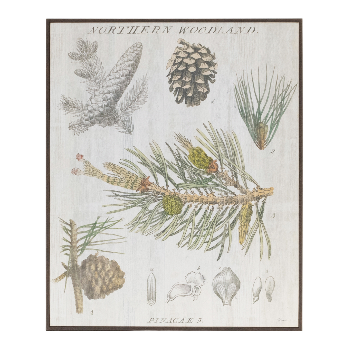Framed Pine Encyclopedia Print 15.5"H -Ship Only