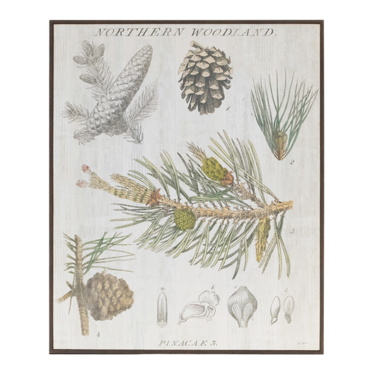 Framed Pine Encyclopedia Print 15.5"H -Ship Only