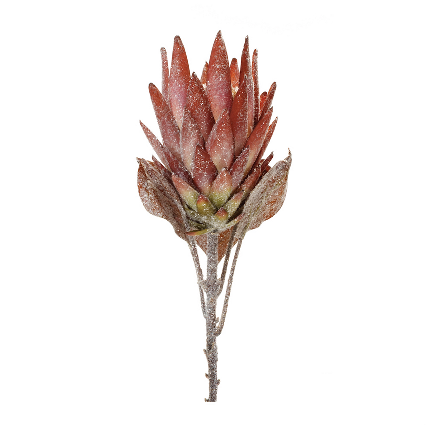 Orange Protea Flower Stem (Set of 2) -Ship Only