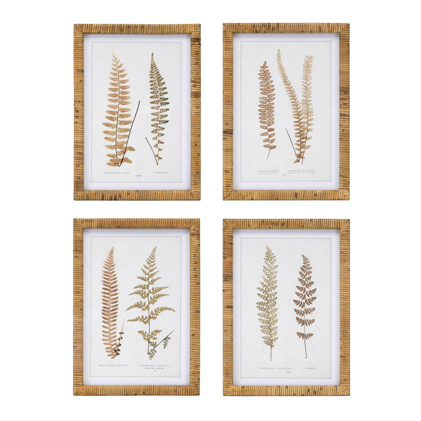 Wood Framed Fern Print (Set of 4) -Ship Only