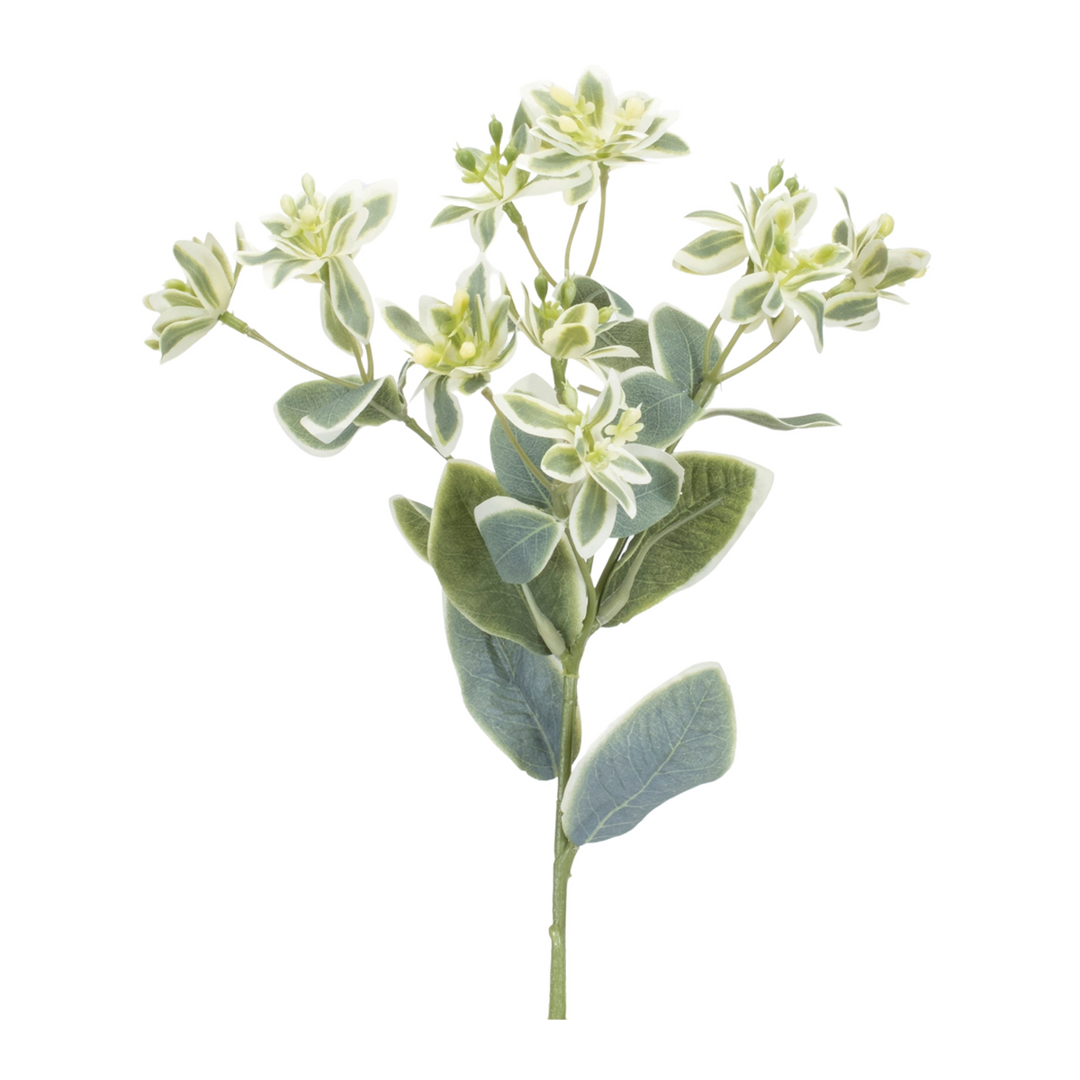 Euphorbia Floral Stem (Set of 6) -Ship Only