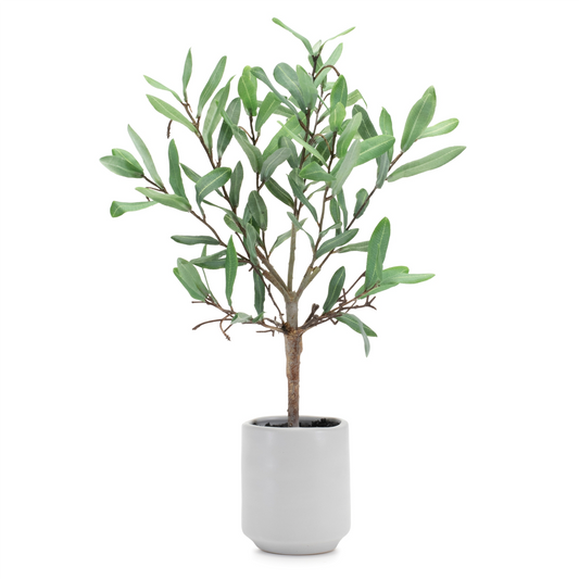 Potted Olive Leaf Topiary 17.5"H -Ship Only