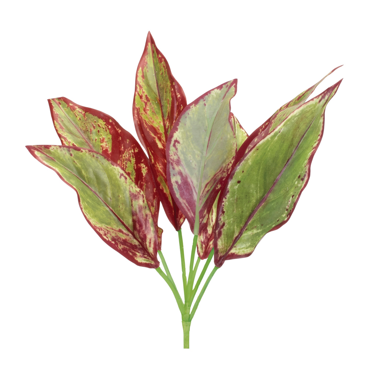 Variegated Foliage Plant (Set of 6) -Ship Only