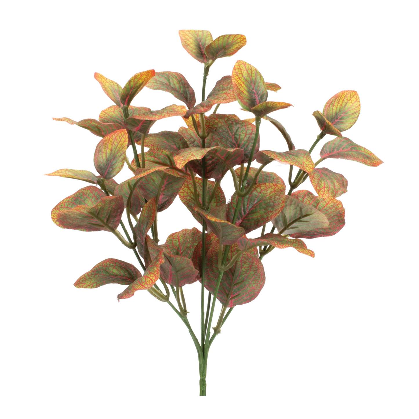 Variegated Foliage Plant (Set of 6) -Ship Only