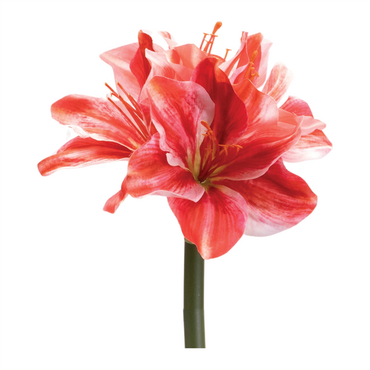 Amaryllis Flower Stem (Set of 6) -Ship Only