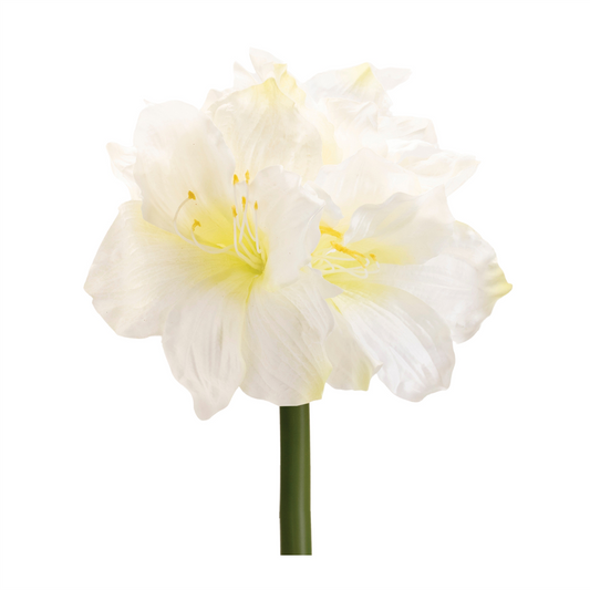 Amaryllis Elegance – Set of 6 -Ship Only