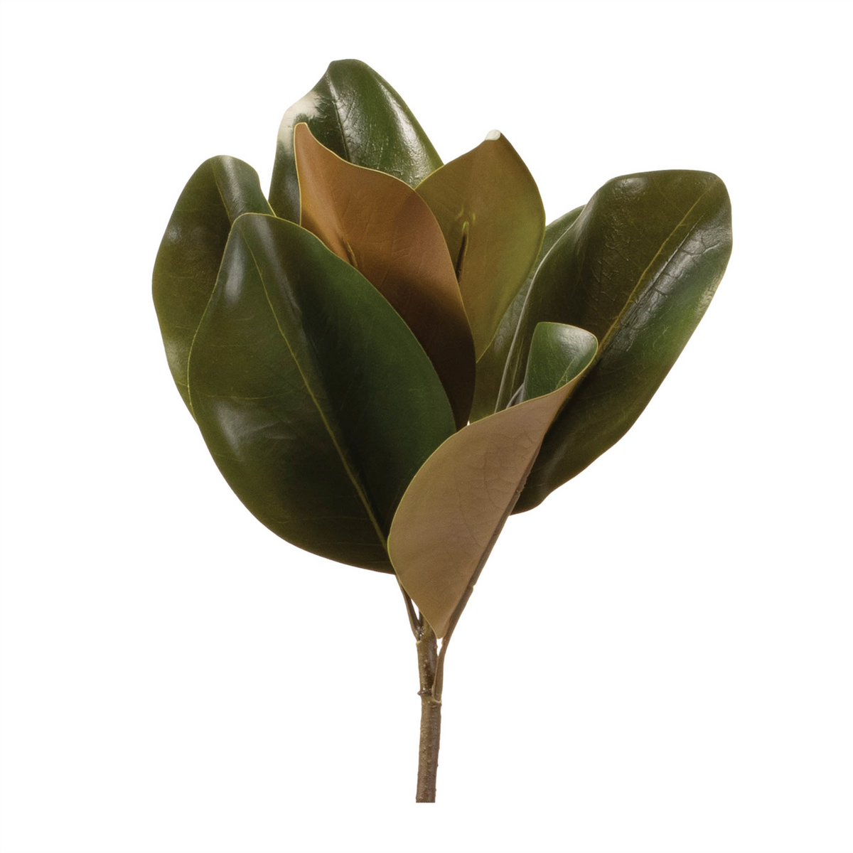 Magnolia Leaf Spray (Set of 6)