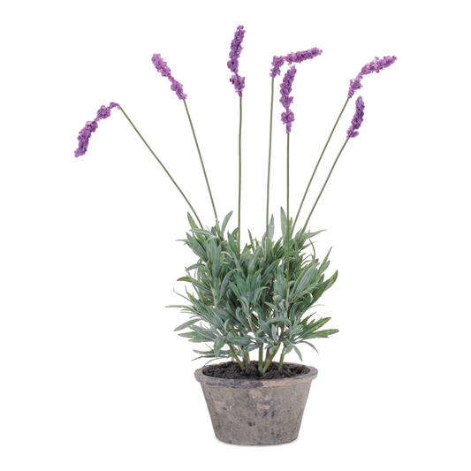 Potted Lavender Plant (Set of 4) -Ship Only