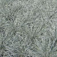 Grass-Festuca g. 'Elijah Blue' -Ship Only