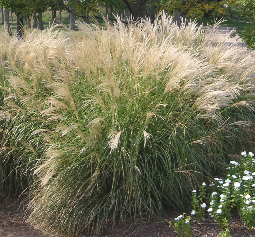 Grass-Miscanthus s. 'Adagio' -Ship Only