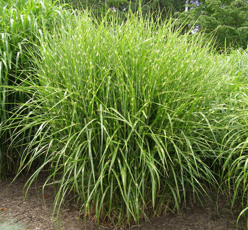 Grass-Miscanthus s. 'Strictus' -Ship Only