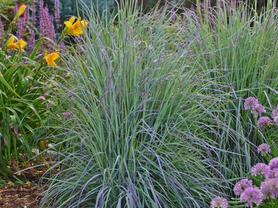 Grass-Schizachyrium s. 'Twilight Zone' -Ship Only