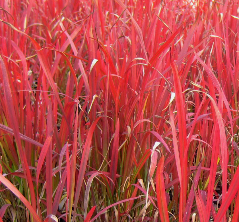 Grass-Imperata c. 'Red Baron' -Ship Only