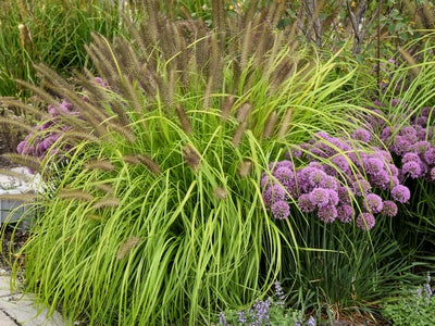 Grass-Pennisetum a. 'Lemon Squeeze' -Ship Only