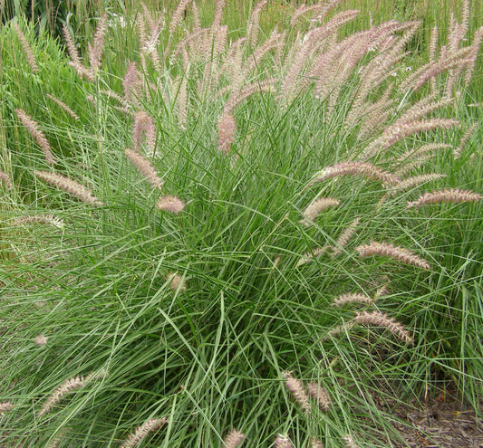 Grass-Pennisetum o. 'Karley Rose' -Ship Only
