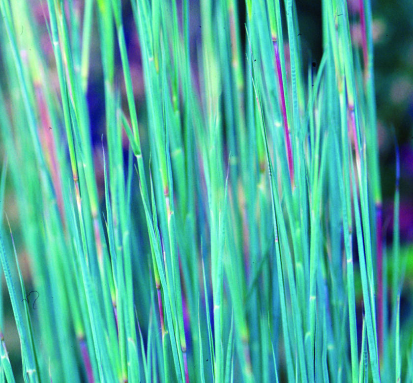 Grass-Schizachyrium s. 'The Blues' -Ship Only