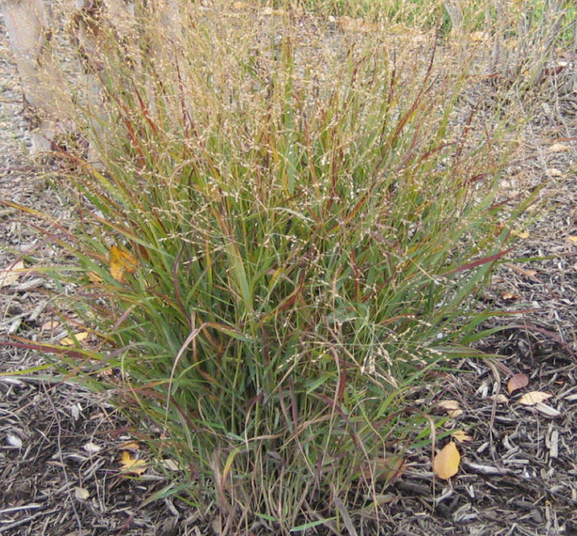 Grass-Panicum v. 'Shenandoah' -Ship Only