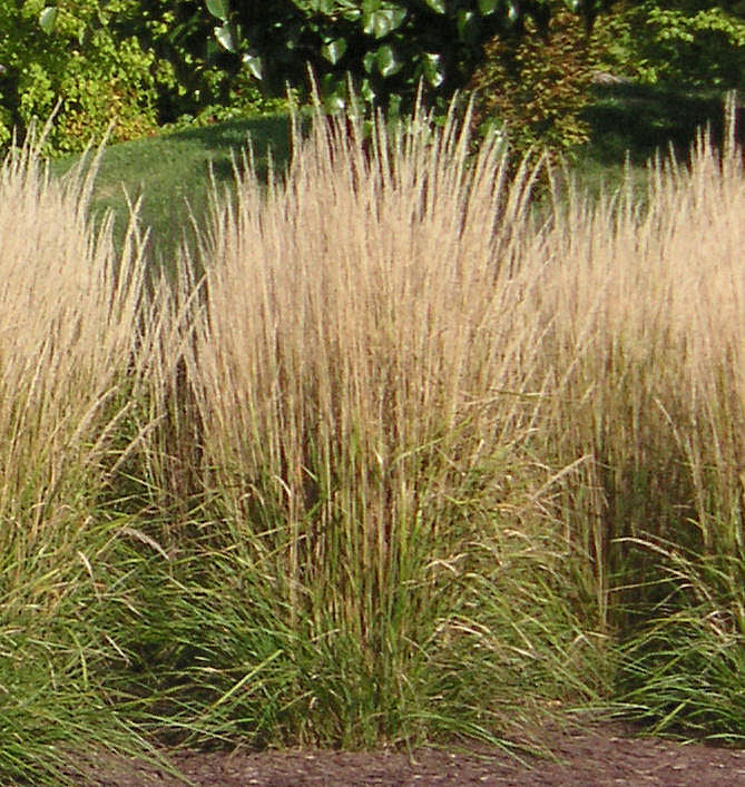 Grass-Calamagrostis x a. 'Karl Foerster' -Ship Only