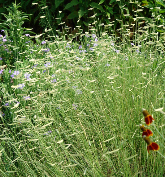 Grass-Bouteloua g. 'Blonde Ambition' -Ship Only