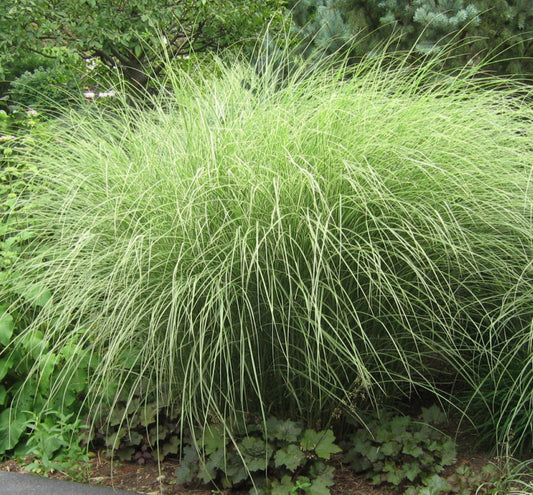 Grass-Miscanthus s. 'Morning Light' -Ship Only