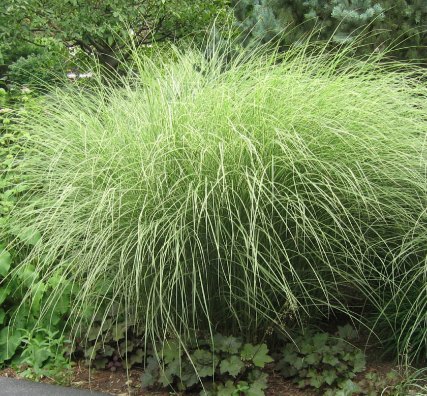 Grass-Miscanthus s. 'Morning Light' -Ship Only