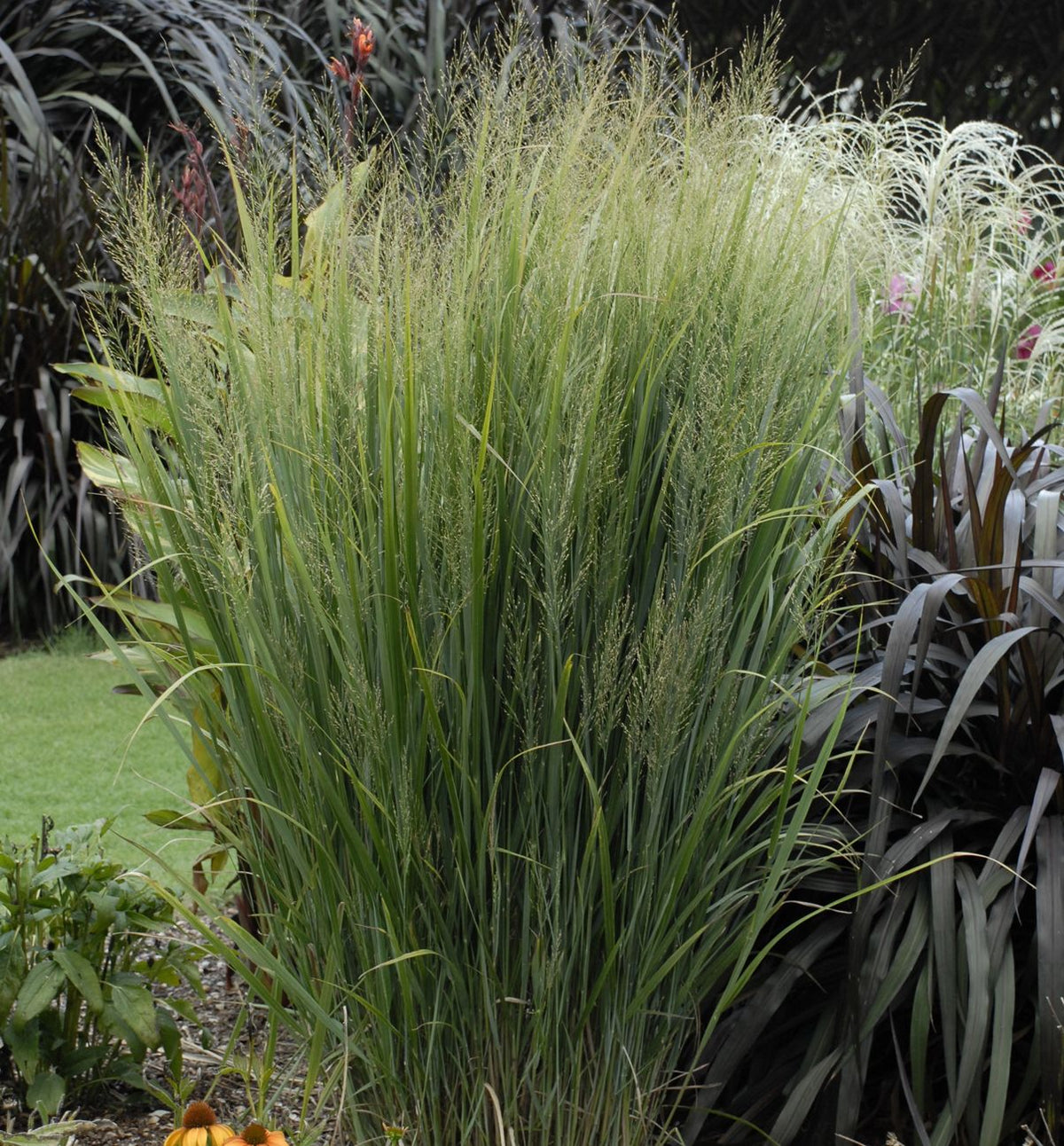 Grass-Panicum v. 'Northwind' -Ship Only