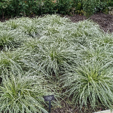 Grass-Carex Feather Falls™ -Ship Only