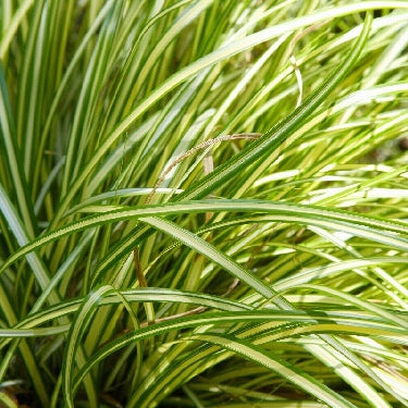 Grass-Carex Moon Falls™ -Ship Only