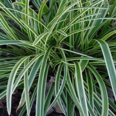 Grass-Carex morrowii 'Ice Dance' -Ship Only