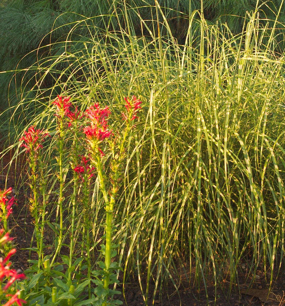 Grass-Miscanthus s. 'Little Zebra' -Ship Only