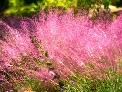 Grass-Muhlenbergia capillaris -Ship Only