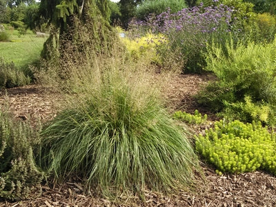 Grass-Sporobolus heterolepis -Ship Only