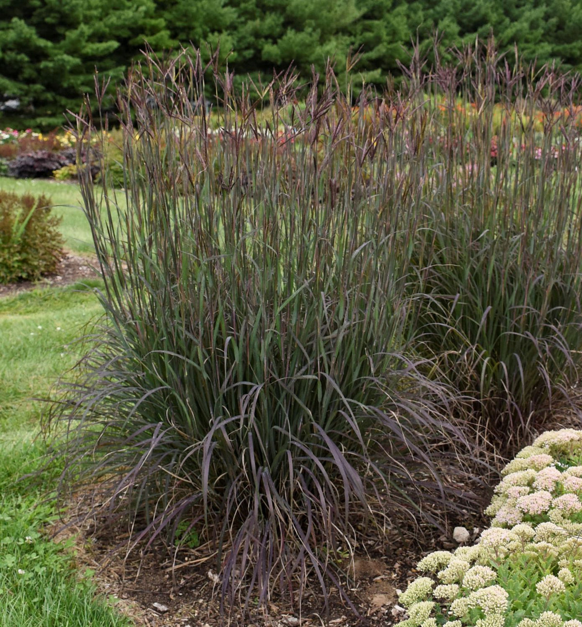 Grass-Andropogon g. 'Blackhawks' -Ship Only