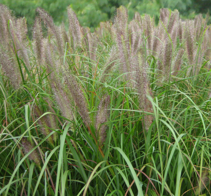 Grass-Pennisetum a. 'Red Head' -Ship Only