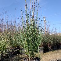 Grass-Andropogon g. 'Red October' -Ship Only