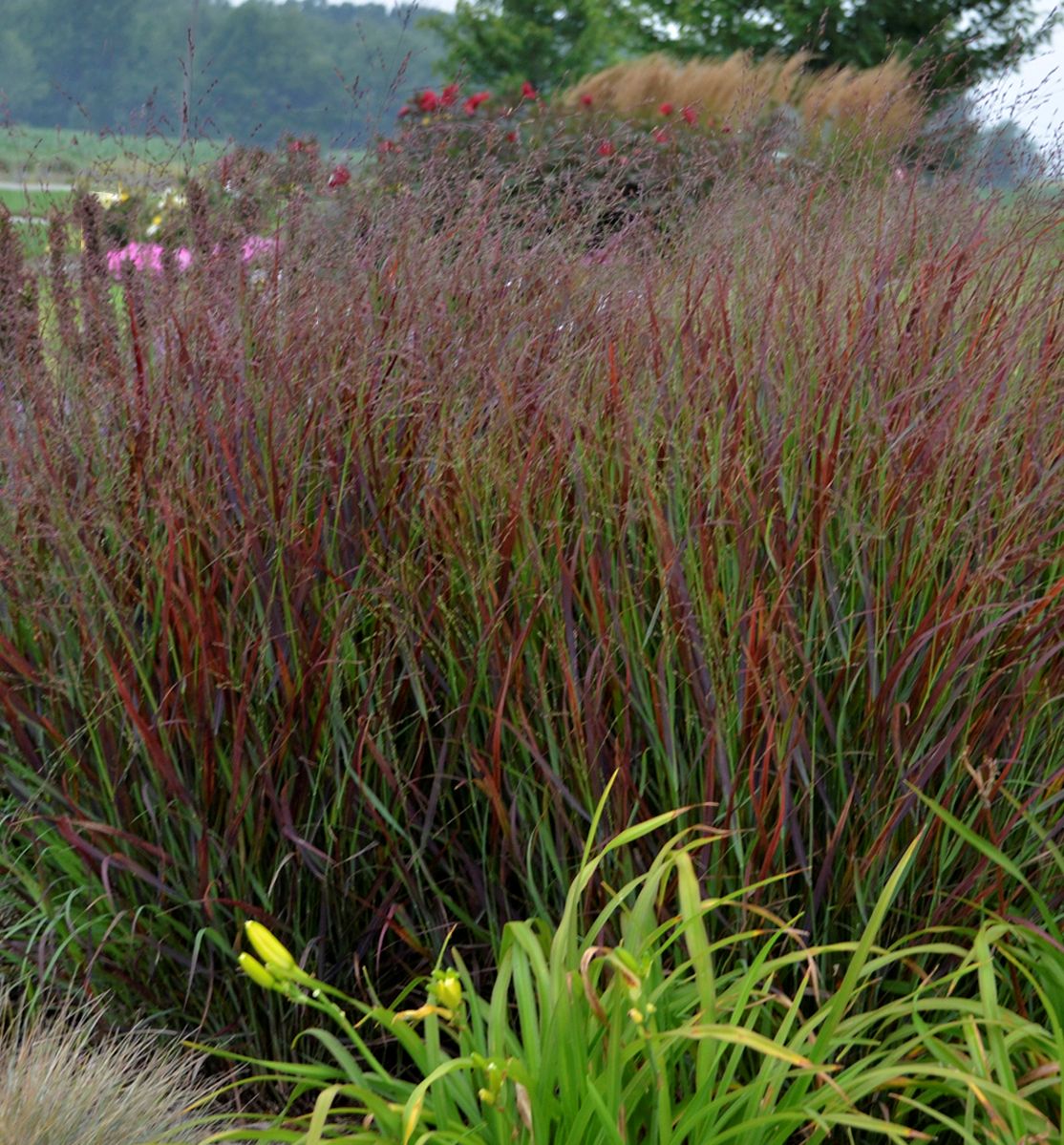 Grass-Panicum v. 'Cheyenne Sky' -Ship Only