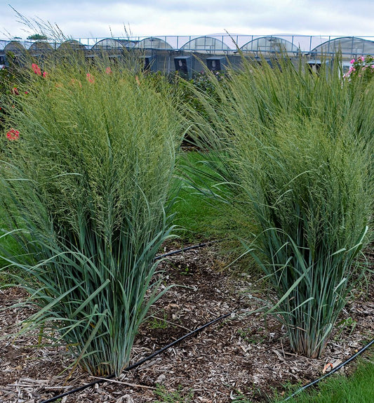 Grass-Panicum v. 'Totem Pole' -Ship Only