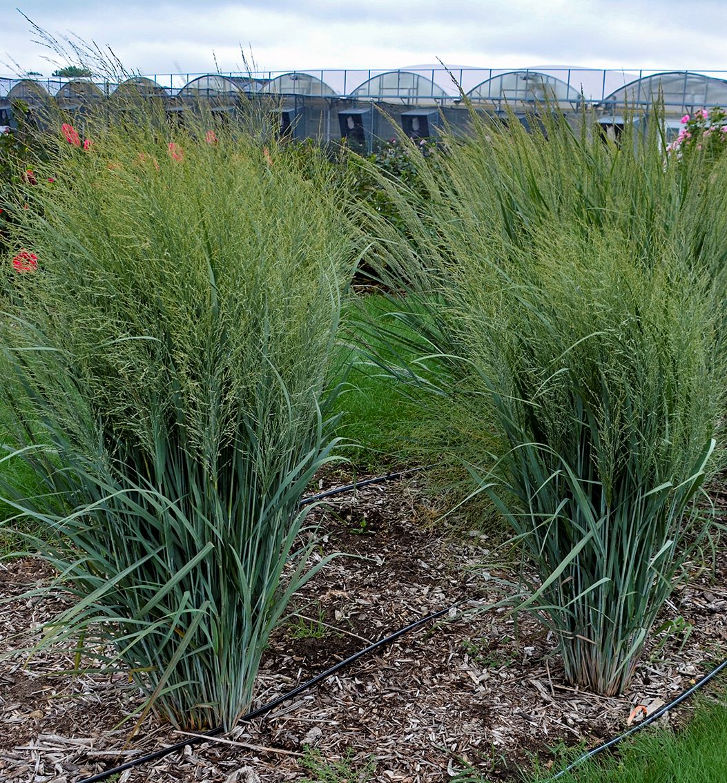 Grass-Panicum v. 'Totem Pole' -Ship Only