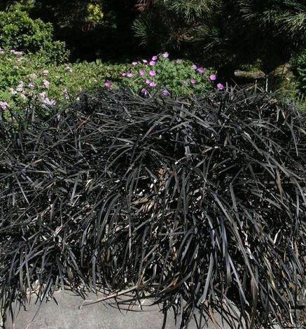 Grass-Ophiopogon p. 'Nigrescens' -Ship Only