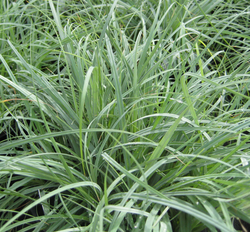 Grass-Carex glauca 'Blue Zinger' -Ship Only