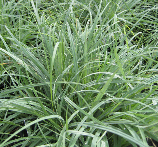 Grass-Carex glauca 'Blue Zinger' -Ship Only