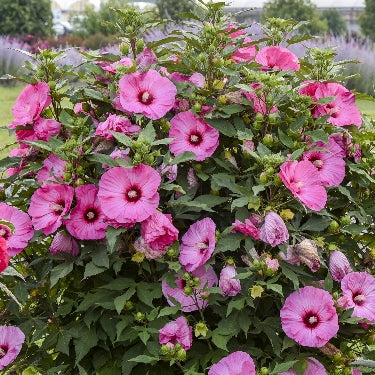 Hibiscus Summerific® 'Candy Crush' -Ship Only