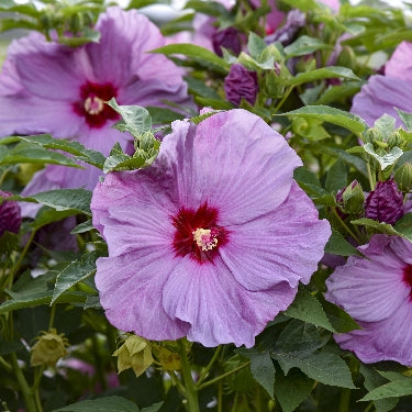Hibiscus Summerific® 'Lilac Crush' -Ship Only