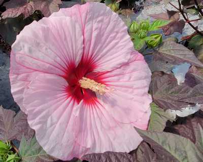 Hibiscus Summerific® 'Perfect Storm' -Ship Only