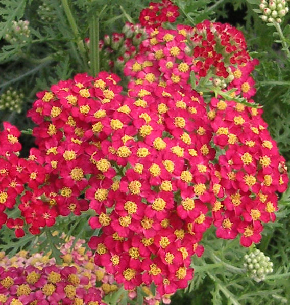 Achillea m. 'Paprika' -Ship Only